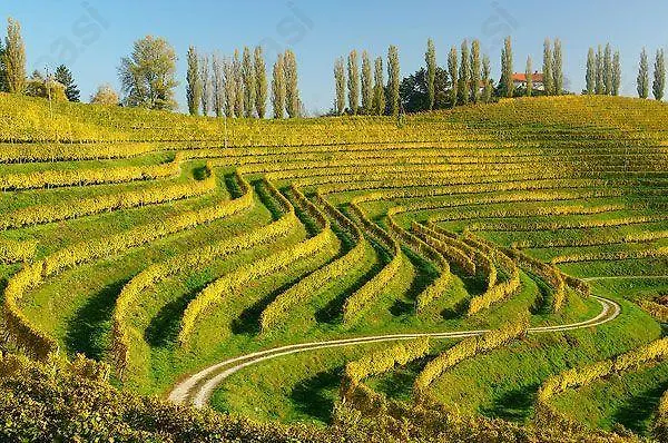 Pensionat Hisa Divino Ptuj